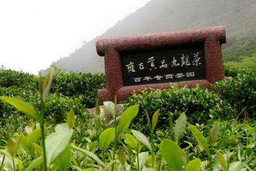 九龙茶传说故事
